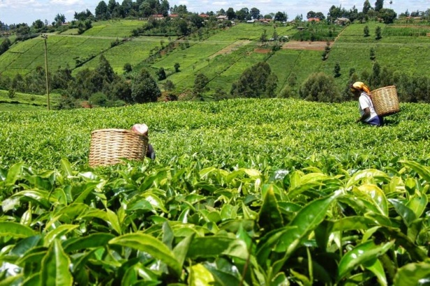 Tea production in Kenya Tea production in Kenya