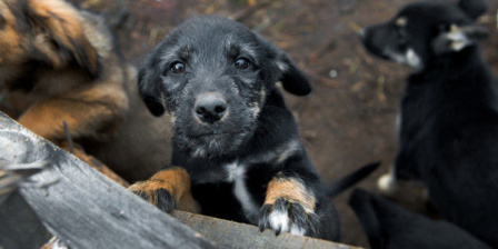 puppy_Russia-Petition_against_dog_killing puppy_Russia-Petition_against_dog_killing