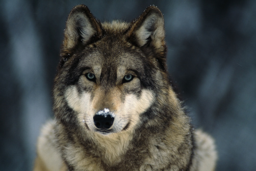 wolf_IFAW wolf_IFAW