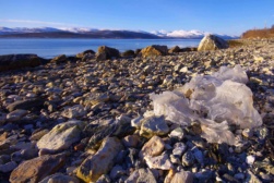 marine litter marine litter