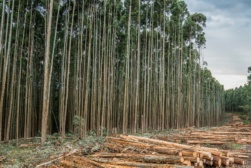 logging logging