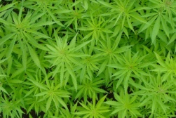 marijuhana marijuhana