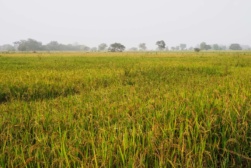 africa_land africa_land
