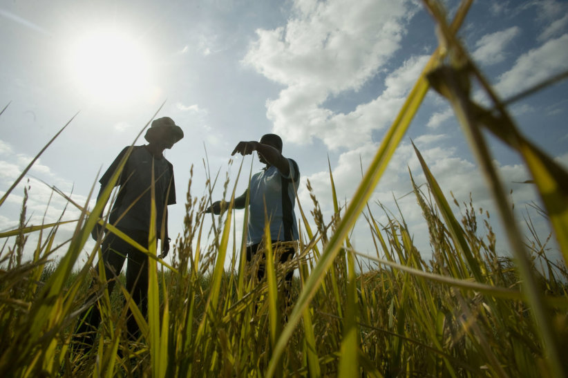 agriculture africa