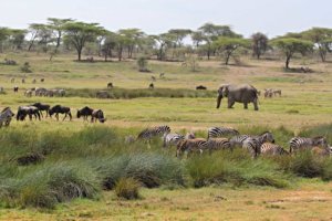 africawildlife