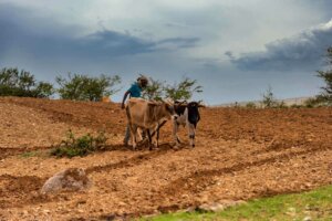 africa_farming