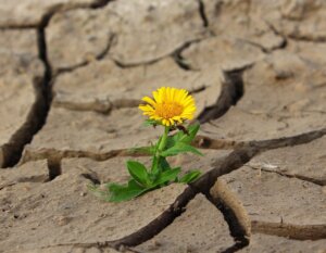 flower-desert