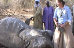 elephant slaughtering elephant slaughtering