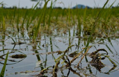 submerged rice plants