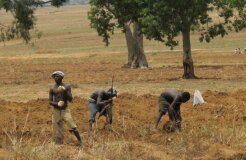 727px-Nigerian_farmers