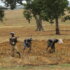 727px-Nigerian_farmers