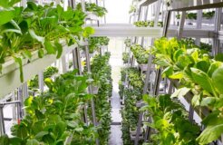 vertical farms singapore 1