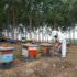beekeeping