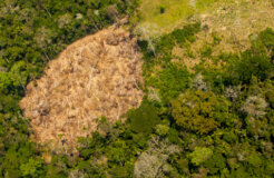 Drug trafficking deforestation