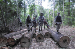 The Brazilian authorities have completed the first stage of their operation to remove illegal loggers and ranchers from Awá land. © Mário Vilela/FUNAI The Brazilian authorities have completed the first stage of their operation to remove illegal loggers and ranchers from Awá land. © Mário Vilela/FUNAI