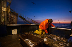 the real cost of fish