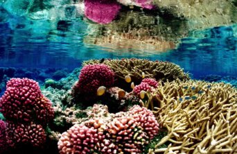 Colorful_underwater_landscape_of_a_coral_reef