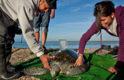 Voluntourism-Sea-Turtles-people-Mexico-Latin-America