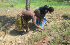 Women-who-form-the-bulk-of-Kenya's-smallholder-farmers-are-bearing-the-brunt-of-changes-in-weather Women-who-form-the-bulk-of-Kenya's-smallholder-farmers-are-bearing-the-brunt-of-changes-in-weather