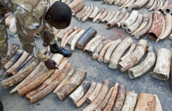 KENYA-WILDLIFE-POACHING-IVORY