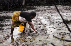 Cecilia Teela used to collect periwinkles in Bodo Cecilia Teela used to collect periwinkles in Bodo