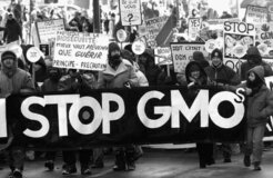 GMO-protestors GMO-protestors