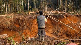 amazon gold amazon gold