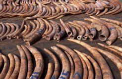 ivory trade ivory trade