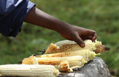 Mais-Kenia Mais-Kenia