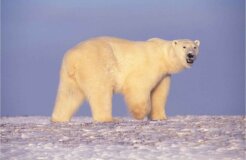 800px-Polar_bear_in_Arctic_Alaska