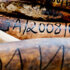 wildlife crime