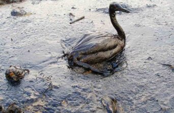 California Oil Spill
