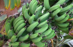 3254775407_9c4f309c2a_o