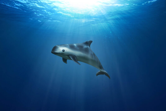 Drawing of a vaquita