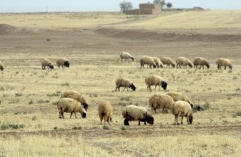 drought syria sheep