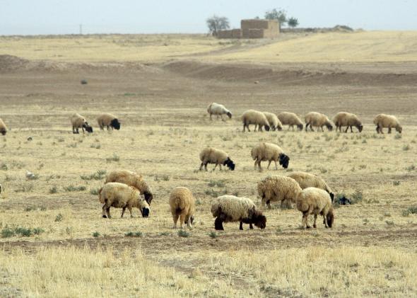 drought syria sheep drought syria sheep