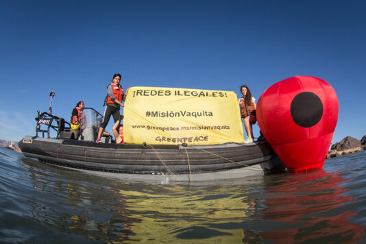 Message of Greenpeace campaing to save the vaquita - it says 'illegal nets #MisionVaquita'