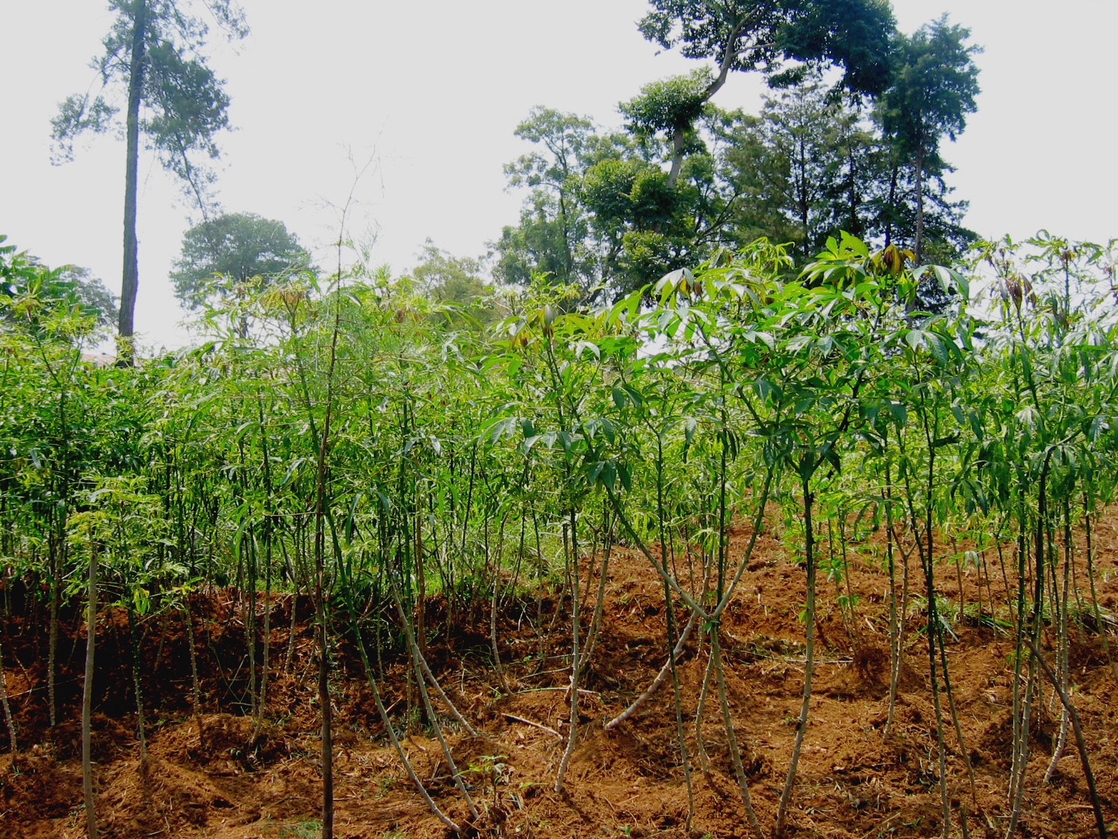 6442209621_4df4a36ffd_o