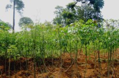 6442209621_4df4a36ffd_o 6442209621_4df4a36ffd_o