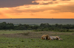 15130724114_b60fa7fee9_o_2