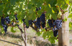 16401428452_360b732ed2_k 16401428452_360b732ed2_k