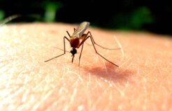 2620971888_e7269eb4f9_o