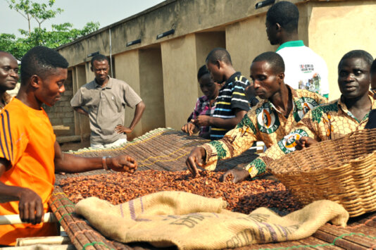 Cocoa pruduction in Ghana