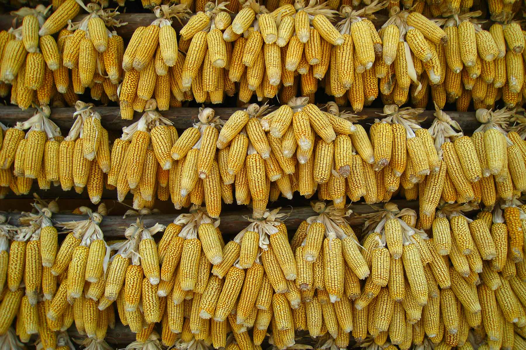 Corn