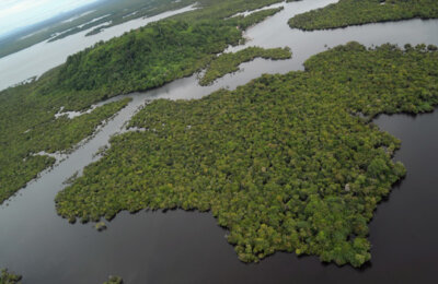 bangladesh mangroves