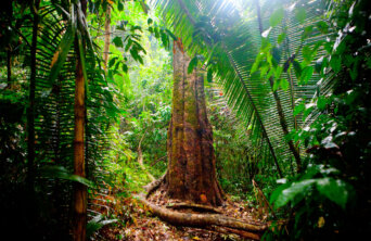 amazon rainforest
