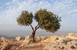 israel_tree israel_tree