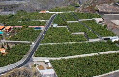 bananas fairtrade bananas fairtrade