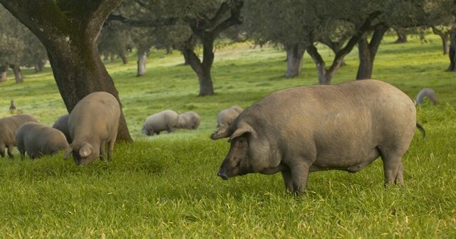 China set to turn Spain into its ham-per | FairPlanet
