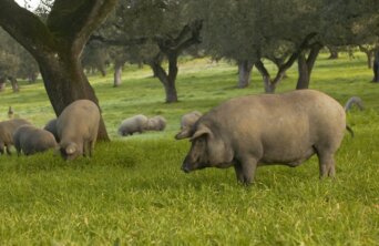 iberico_hogs iberico_hogs